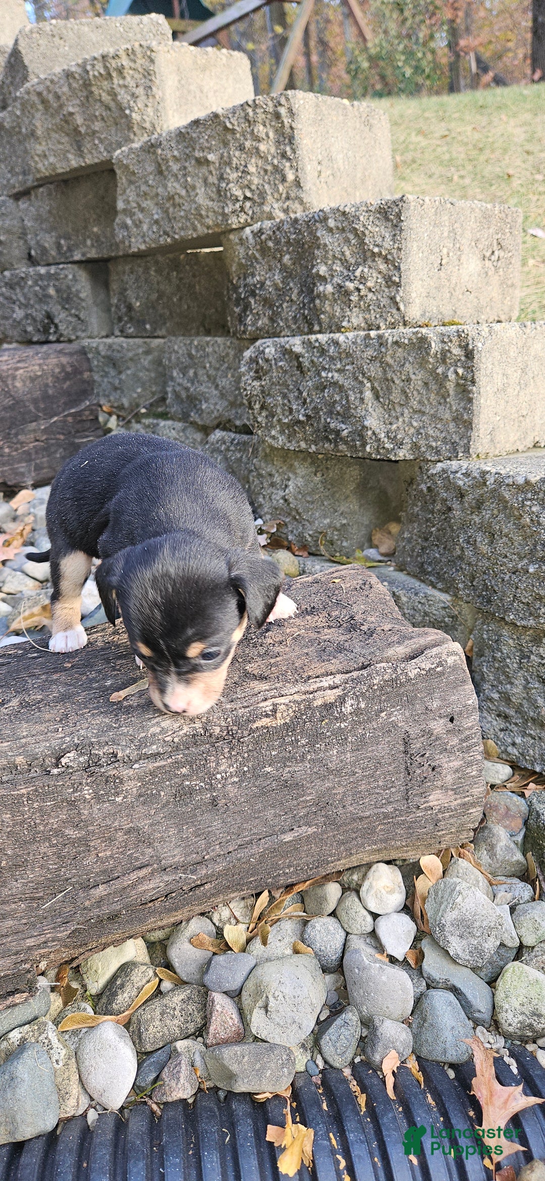 Mixed Breed dogs for sale: Luna - Ad 4