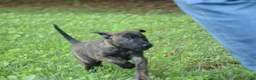 Dutch Shepherd dogs for sale: Akela - Ad 4