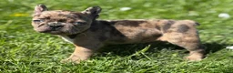 Frenchton dogs for sale: Cookie - Ad 8