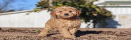 Mini Goldendoodle dogs for sale: Betty - Ad 3