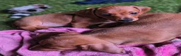 Miniature Dachshund dogs for sale: Beauty  - Ad 5