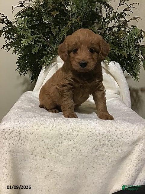 Mini Goldendoodle dogs Jenna - Ad 34