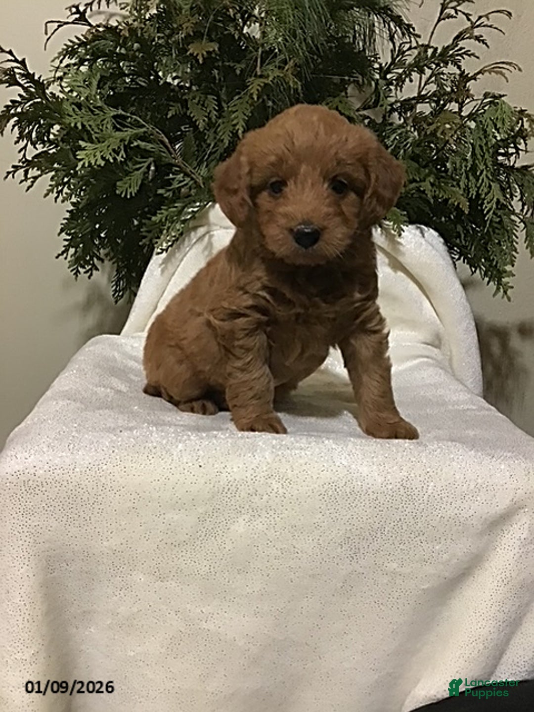 Mini Goldendoodle dogs for sale: Jenna - Ad 1