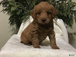 Mini Goldendoodle dogs Jenna - Ad 34