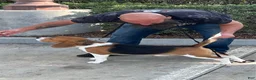 Beagle dogs for sale: Beagle 2 - Ad 8