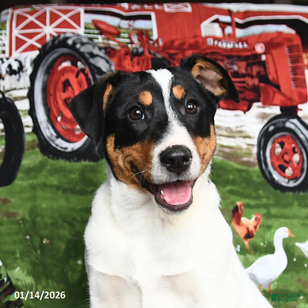 Jack Russell Terrier dogs for sale: Mrs Claus - Ad 3