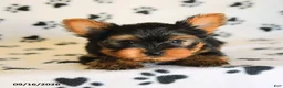Yorkshire Terrier dogs for sale: James    - Ad 3