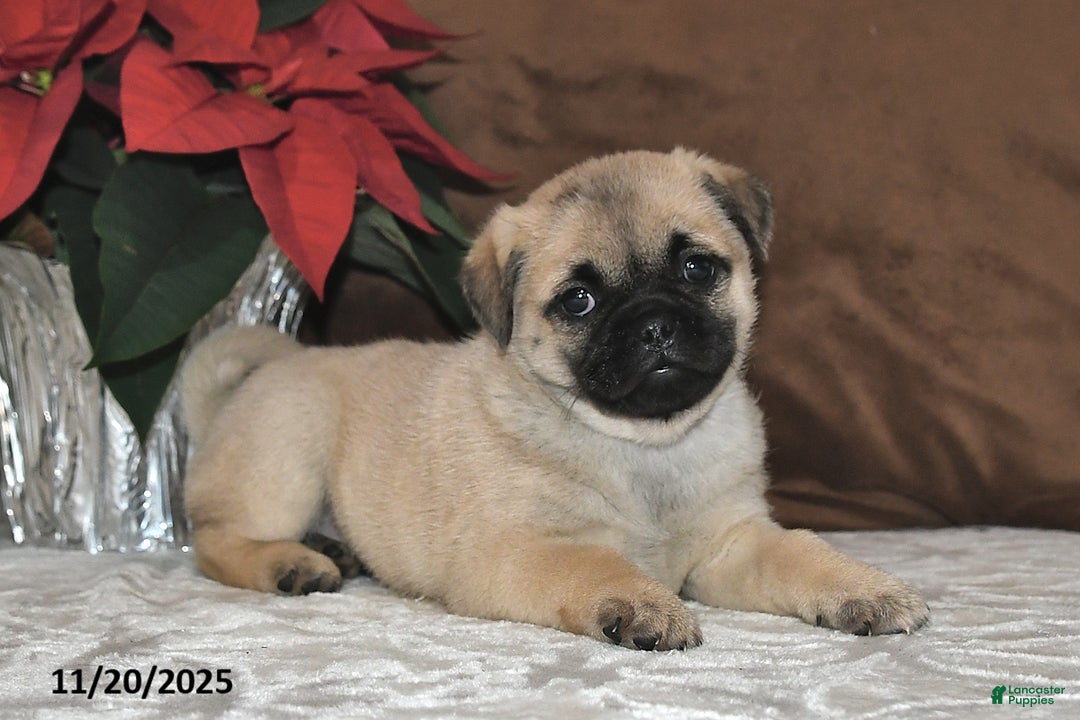 Mixed Breed dogs for sale: Princess - Ad 7