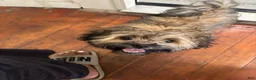 Shih Tzu dogs for sale: Shih Tzu 2 - Ad 1