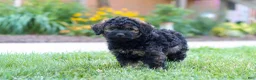 Bernedoodle dogs for sale: Sammy - Ad 8