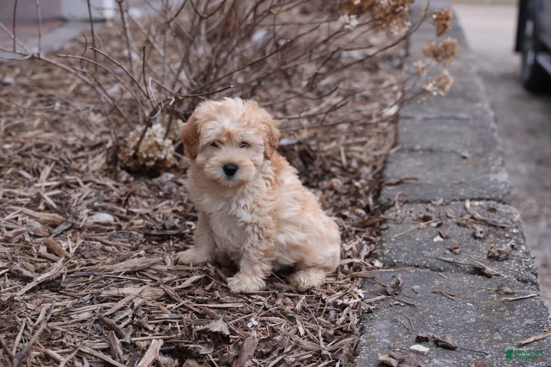 Whoodle dogs for sale: Kirk - Ad 1