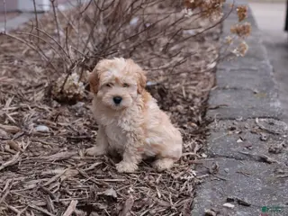 Whoodle dogs for sale: Kirk - Ad 2