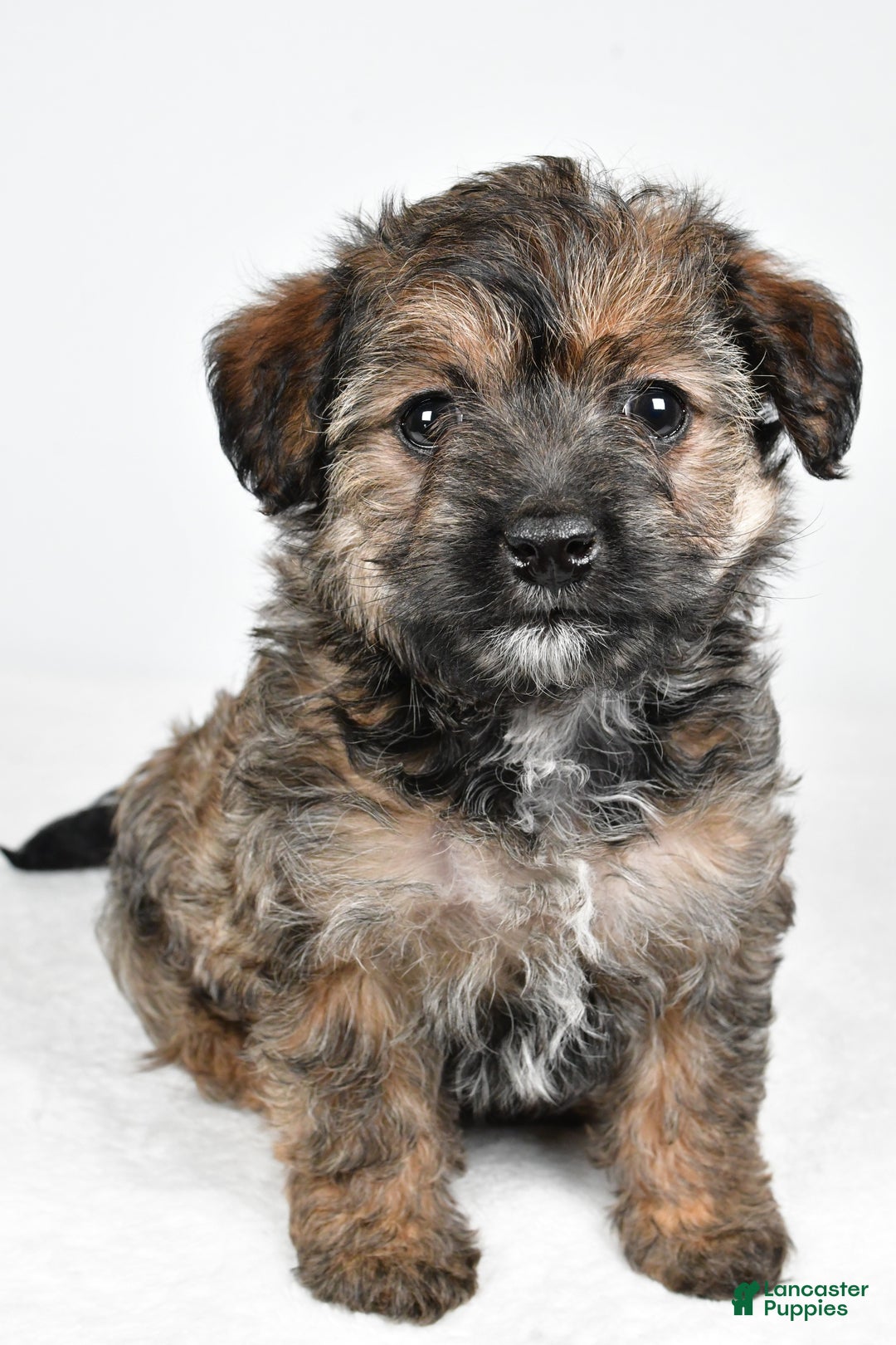 Yorkiepoo dogs for sale: Noelle - Ad 1