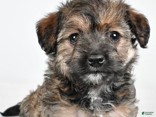 Yorkiepoo dogs Noelle - Ad 2