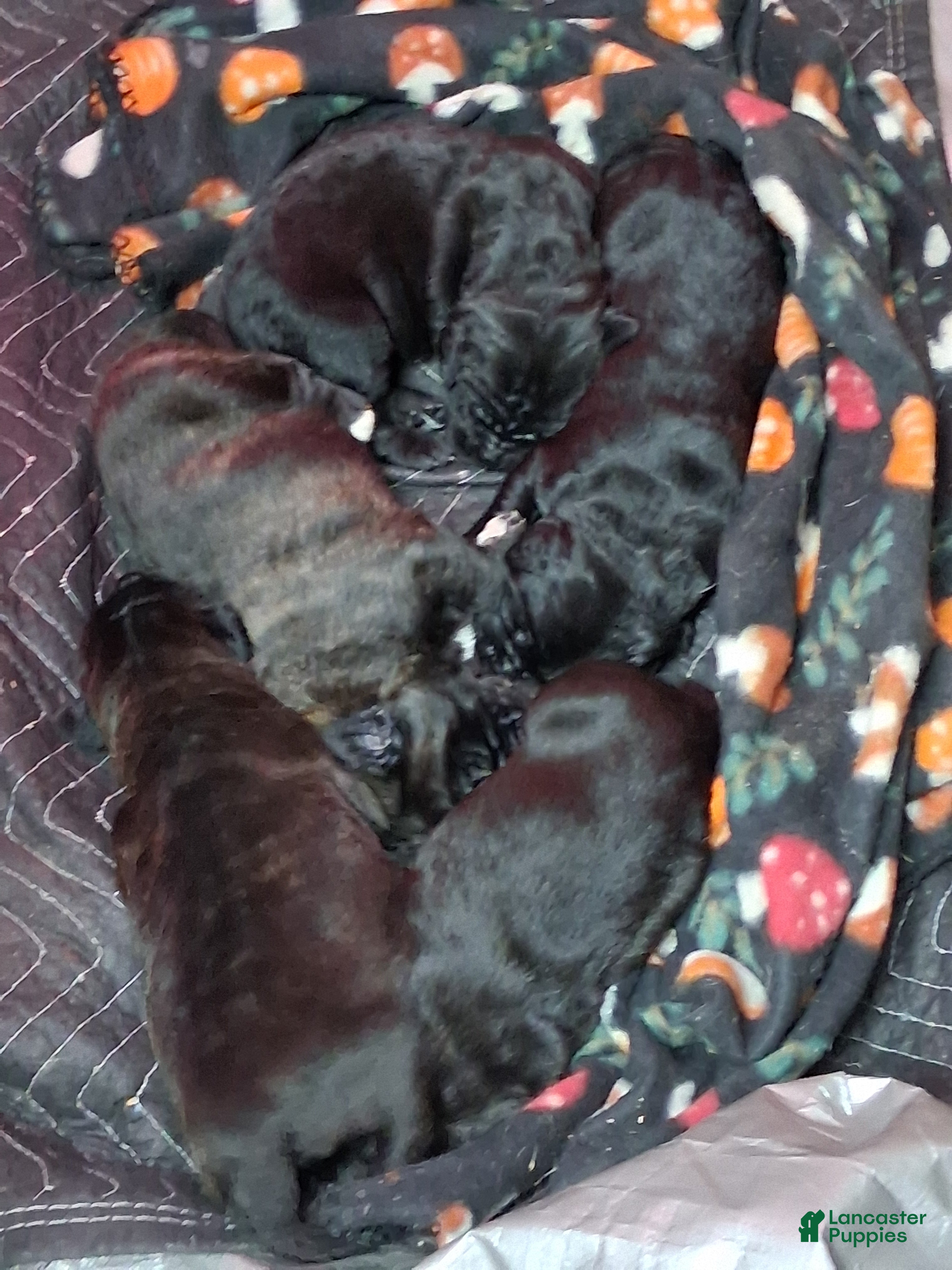 Mixed Breed dogs Mixed Breed Puppy 1red - Ad 18