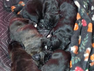 Mixed Breed dogs Mixed Breed Puppy 1red - Ad 18