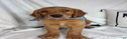 Golden Retriever dogs for sale: Gunner - Ad 3