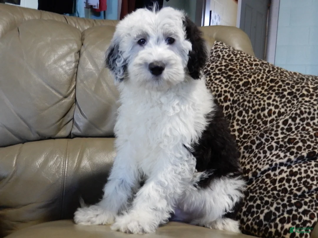 Sheepadoodle dogs for sale: Kenny - Ad 2