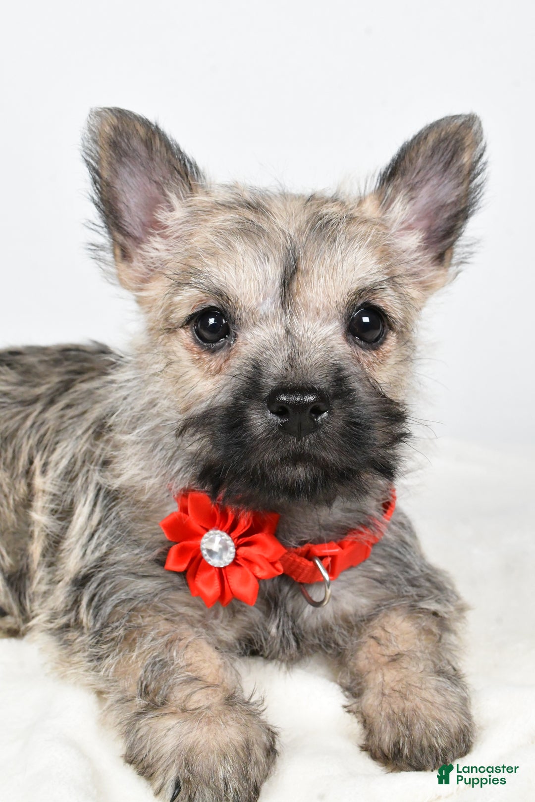 Cairn Terrier dogs for sale: Tammy - Ad 5