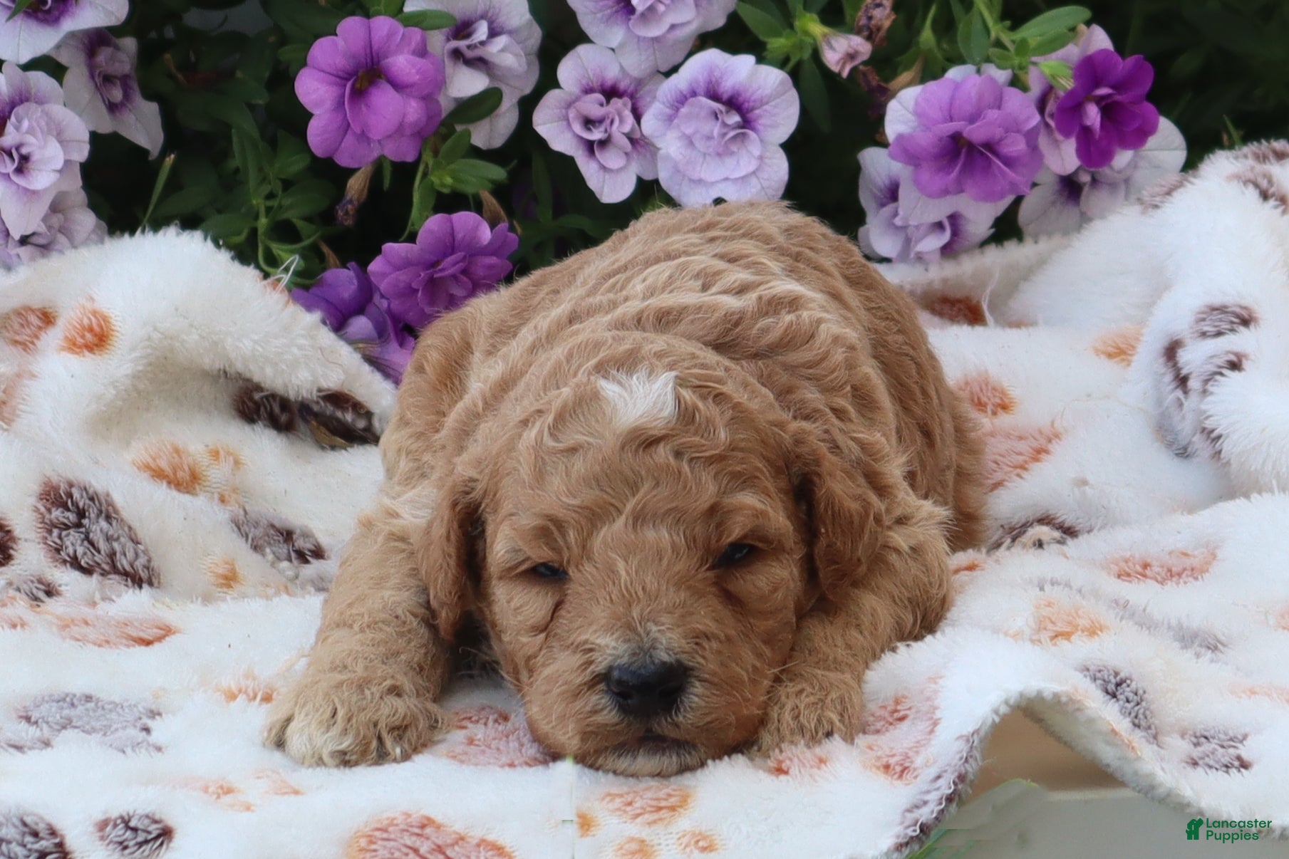 Mini Goldendoodle dogs Charlie - Ad 2
