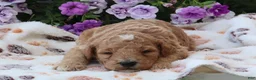 Mini Goldendoodle dogs for sale: Charlie - Ad 2