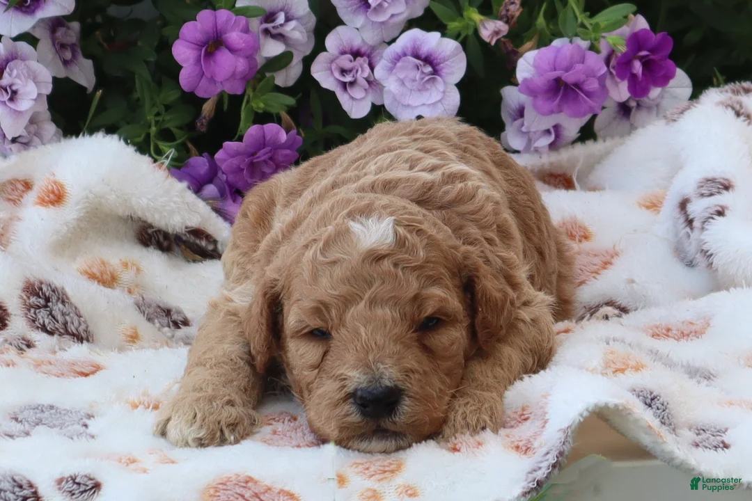 Mini Goldendoodle dogs for sale: Charlie - Ad 2