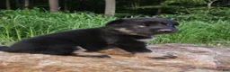 German Shepherd dogs for sale: German Shepherd 6 Truman - Ad 6