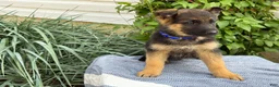 German Shepherd dogs for sale: Gibbs - Ad 3