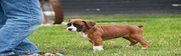 Boxer dogs for sale: Clara - Ad 4
