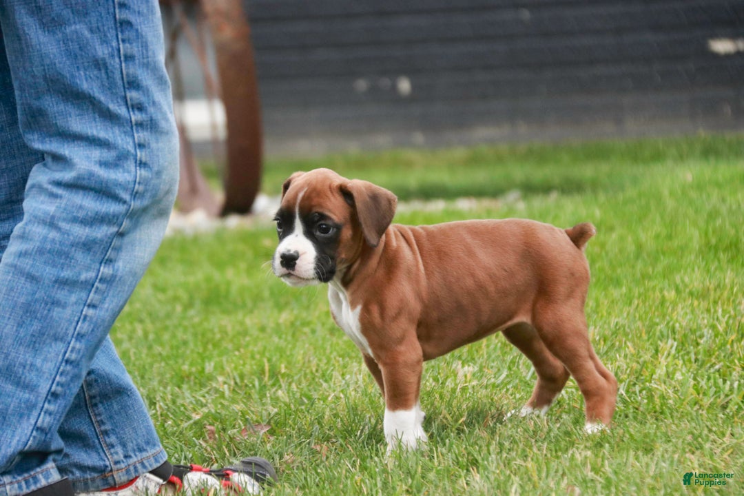 Boxer dogs for sale: Clara - Ad 4