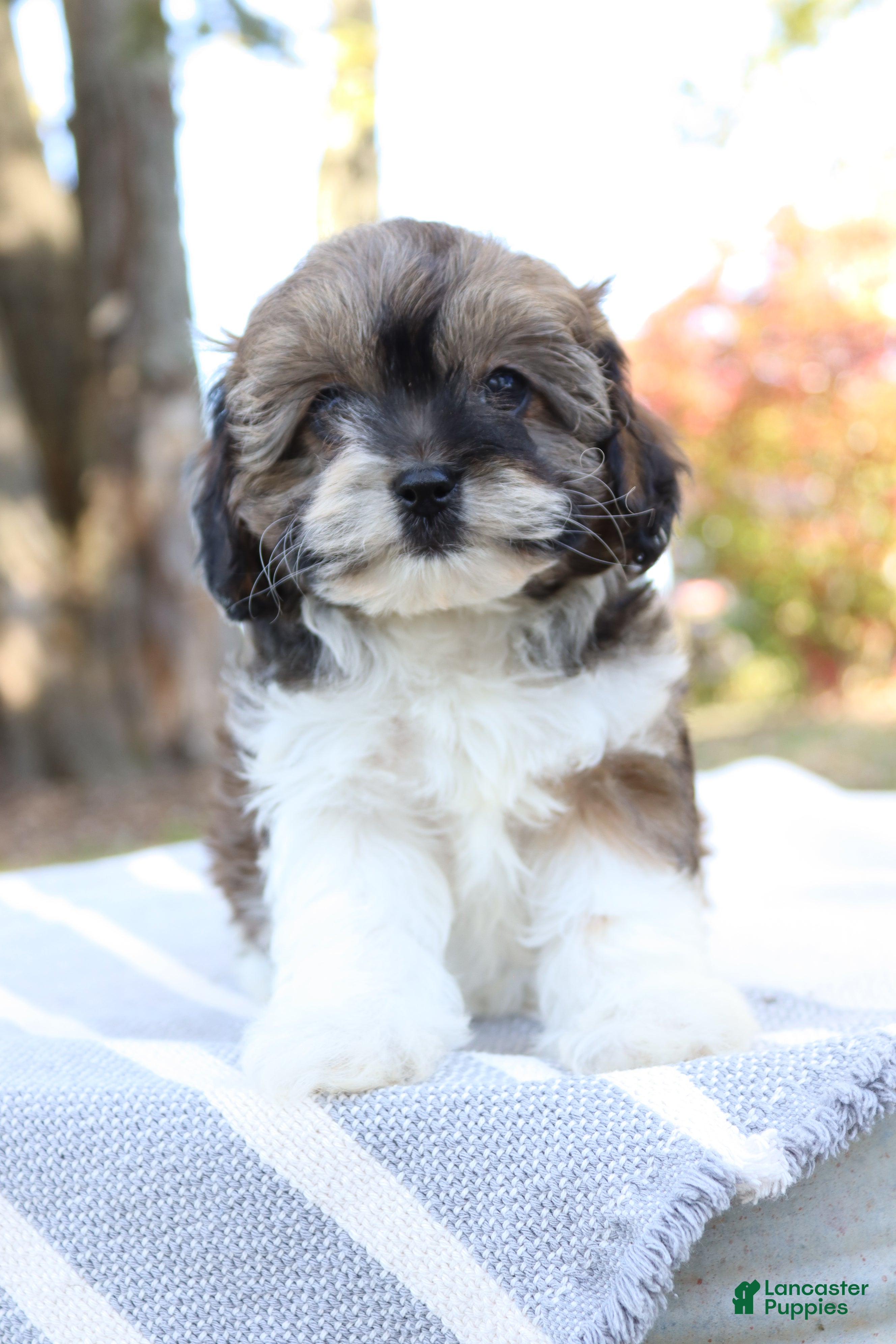 Cavapoo dogs for sale: Candy - Ad 2