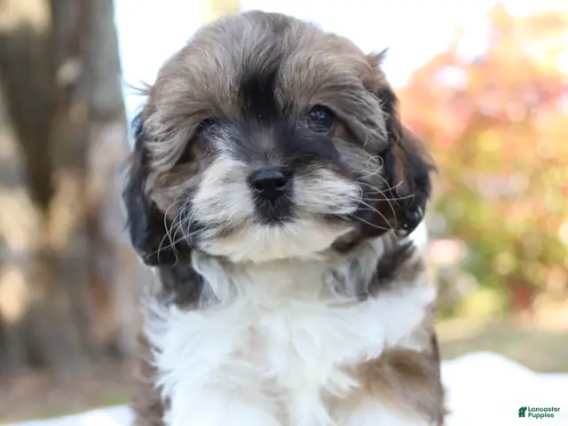 Cavapoo dogs for sale: Candy - Ad 2