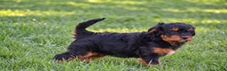Mixed Breed dogs for sale: Samson - Mini Bernedoodle - Ad 10