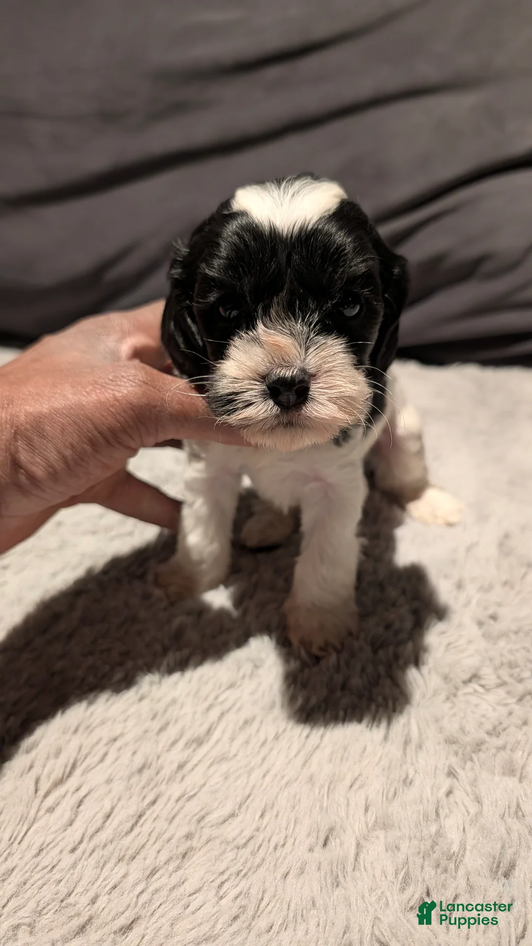 Cockapoo dogs for sale: Jules - Ad 2