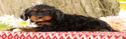 Cavapoo dogs for sale: Jasper - Ad 6