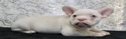 French Bulldog dogs for sale: Rambo - Ad 6