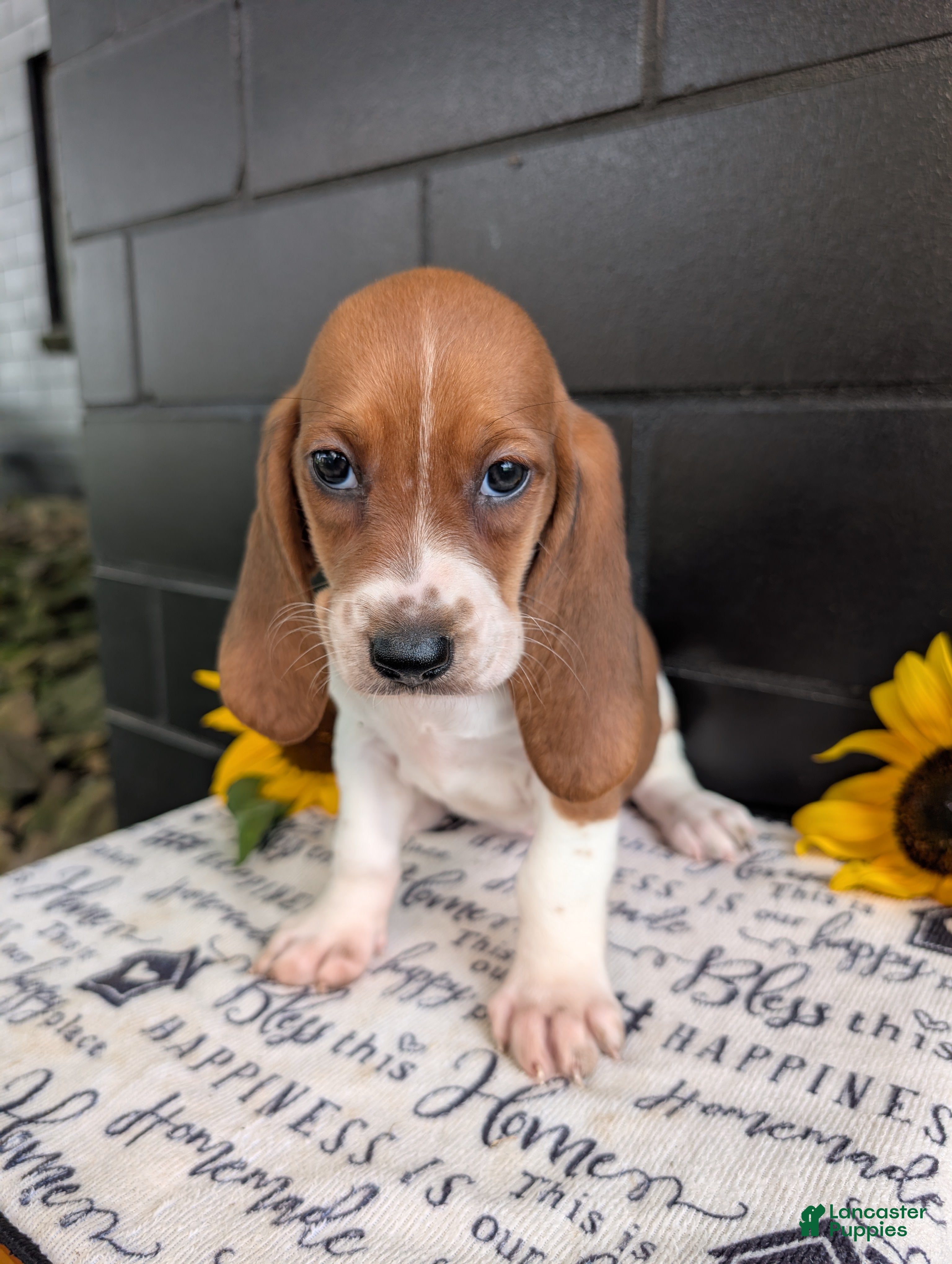 Mixed Breed dogs Mildred  - Ad 2
