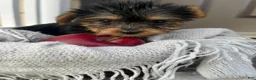 Yorkshire Terrier dogs for sale: Macey - Ad 2