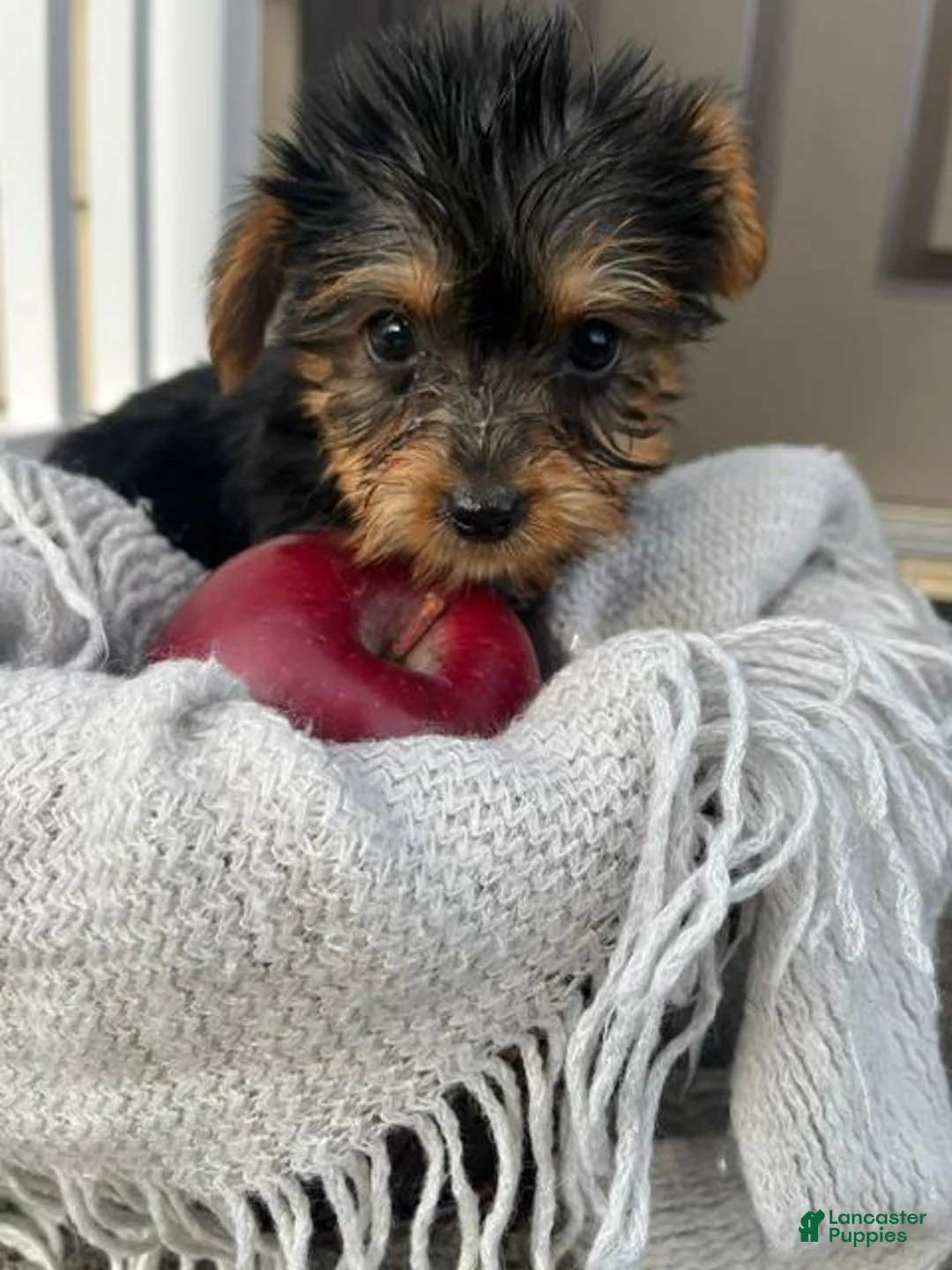 Yorkshire Terrier dogs for sale: Macey - Ad 2