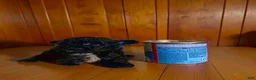 Pomapoo dogs for sale: Tiny * SPECIAL NEEDS* - Ad 4
