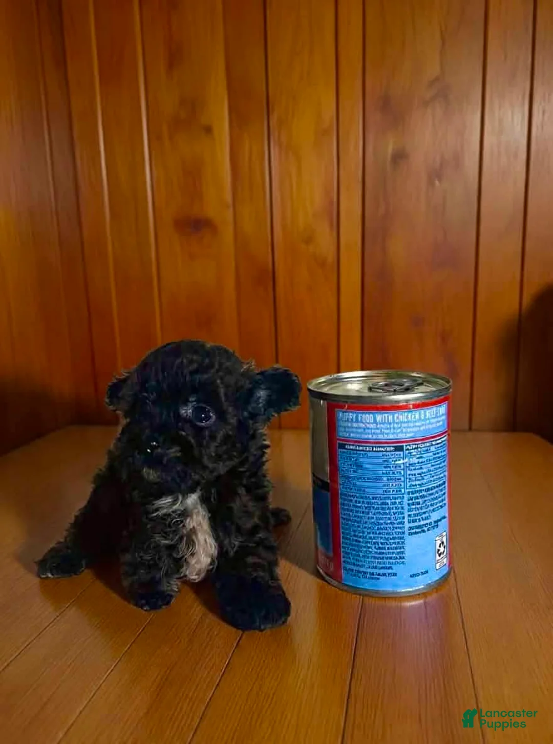 Pomapoo dogs for sale: Tiny * SPECIAL NEEDS* - Ad 4