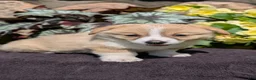 Welsh Corgi Pembroke dogs for sale: Nemo - Ad 8