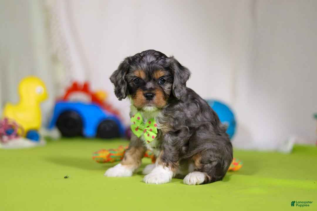 Cavapoo dogs for sale: Ajax - Ad 2