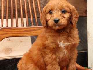Mini Goldendoodle dogs Greyson - Ad 10