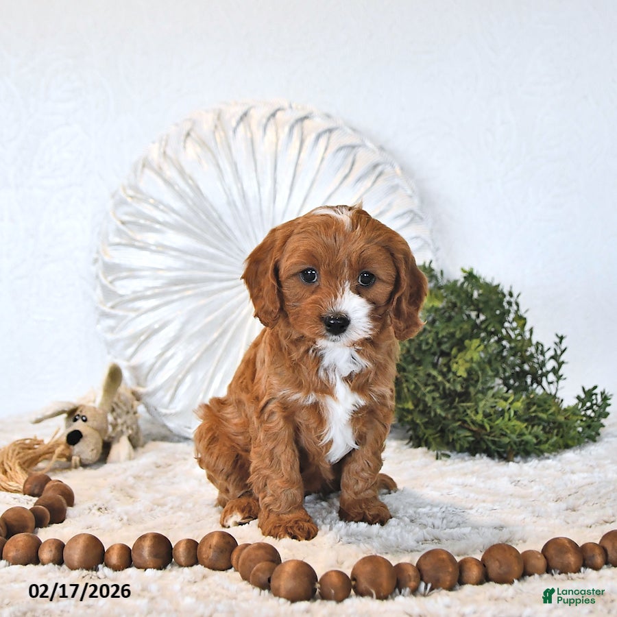 Cavapoo dogs Rita EXTRA SMALL - Ad 2