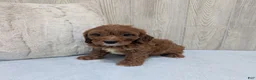 Cavapoo dogs for sale: Alex - Ad 4