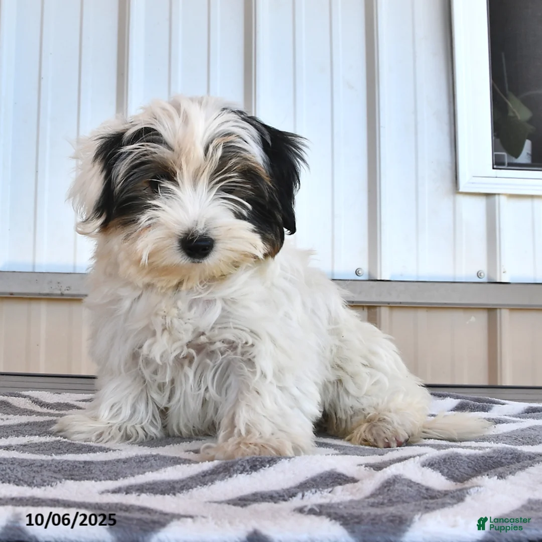 Biewer Terrier dogs for sale: Mervin - Ad 9