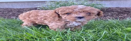 Toy Poodle dogs for sale: Freddy- small - Ad 3