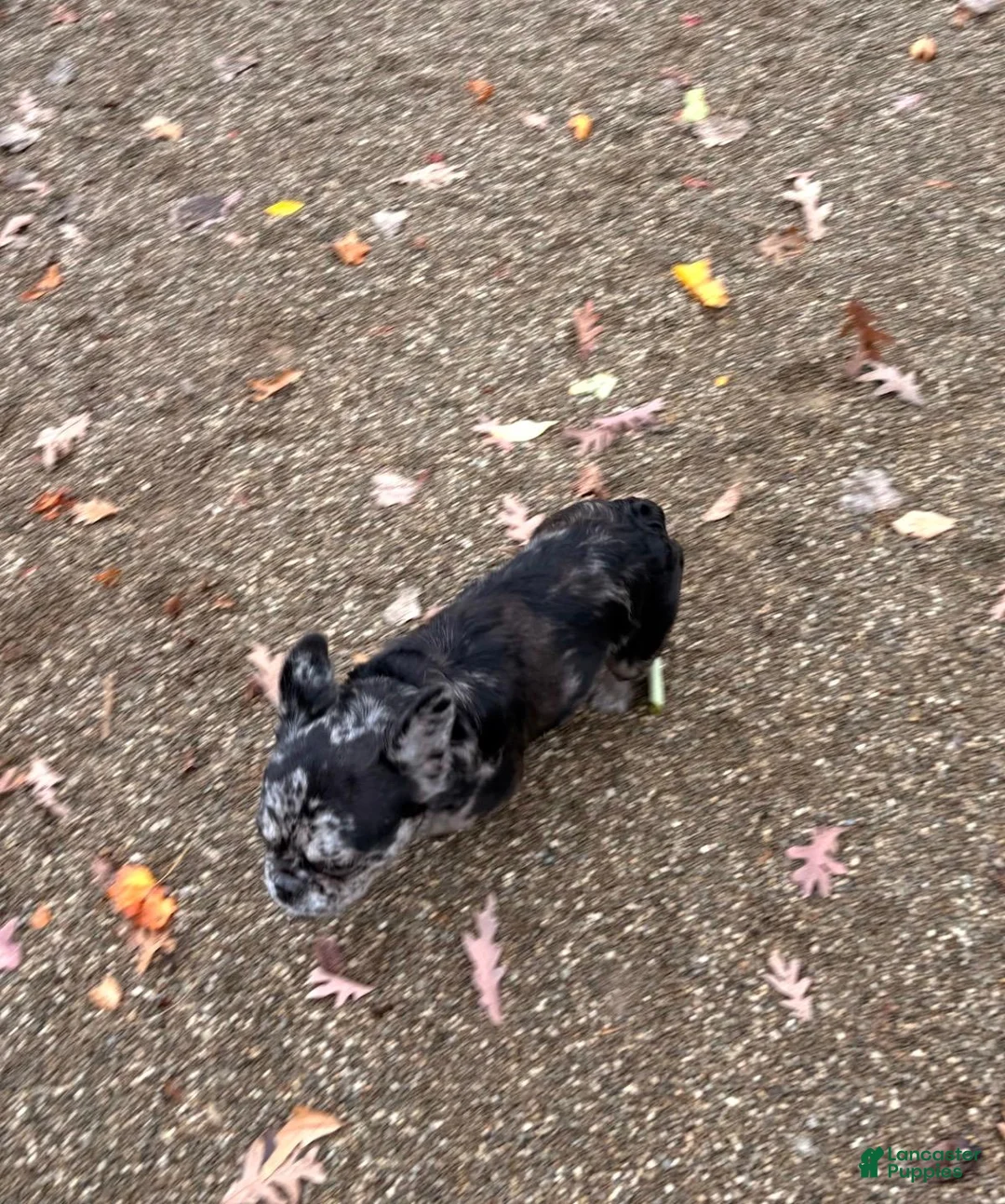 French Bulldog dogs for stud: JULIO - Ad 6