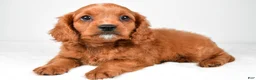 Mixed Breed dogs for sale: Brody - Ad 4